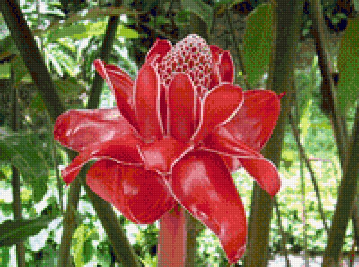 FLEUR DE MARTINIQUE - предпросмотр