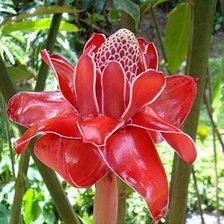 Схема вышивки «FLEUR DE MARTINIQUE»