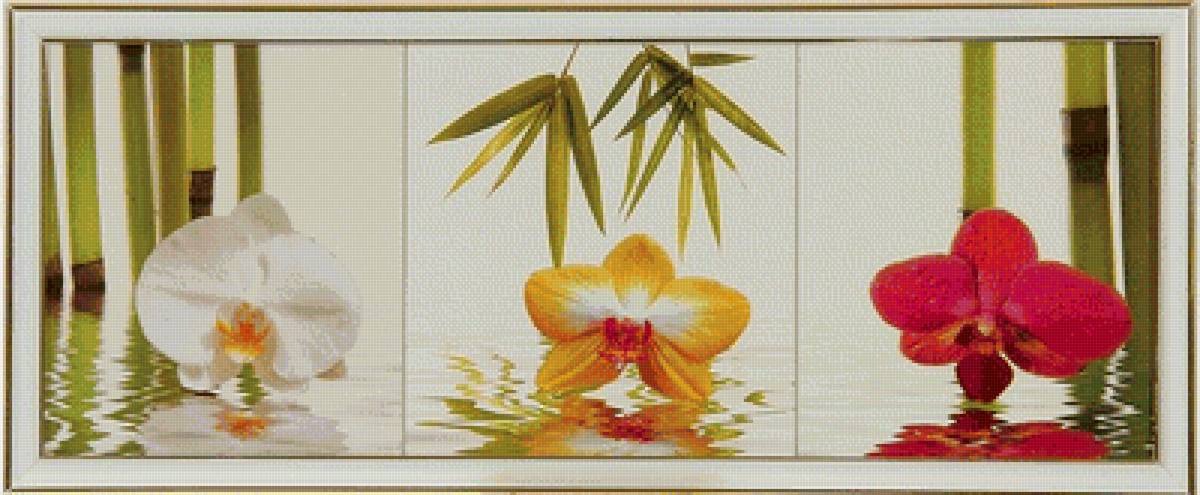 Орхидея. Триптих. - цветы, орхидеи - предпросмотр