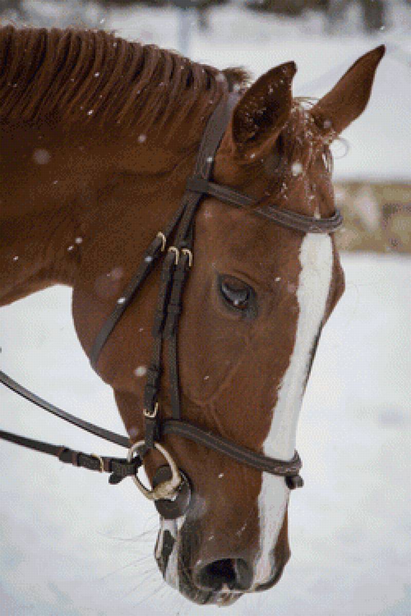Доминикана-София-Луиджи портрет - лошадь, лошадки, кони, лошадь зимой - предпросмотр