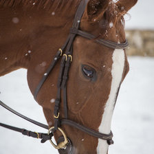 Схема вышивки «Доминикана-София-Луиджи портрет»