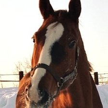 Доминикана-София-Луиджи портрет2