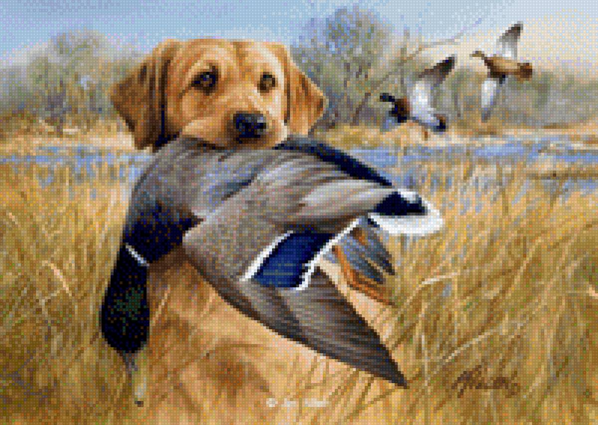 Labrador Retriever - caça - предпросмотр