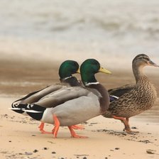 Схема вышивки «Pato Real»