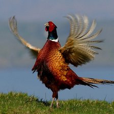 Схема вышивки «Faisão Coleira»