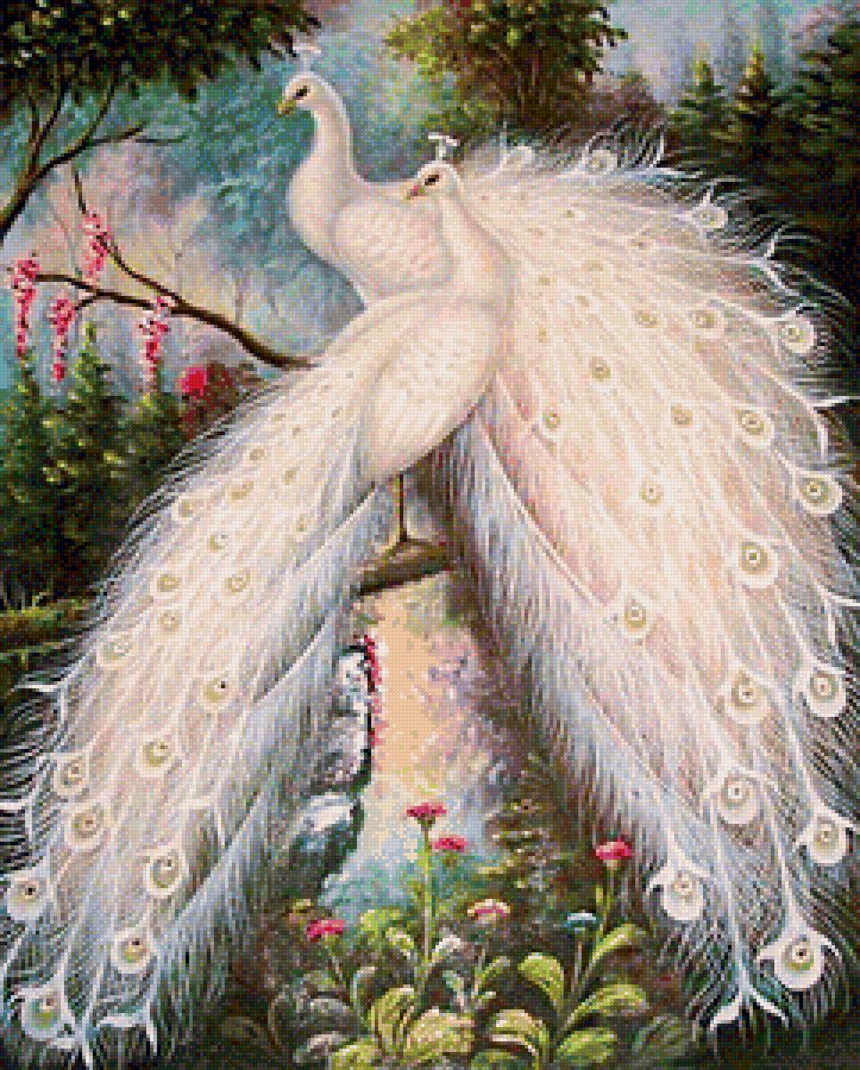 белые павлины - белые павлины - предпросмотр