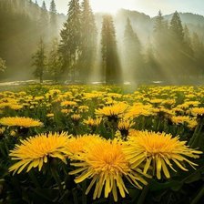 Схема вышивки «Одуванчики»