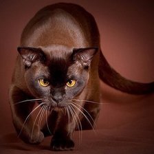 Схема вышивки «кошка бирма»