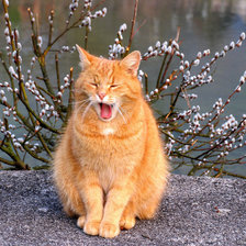 Схема вышивки «Мартовский кот»