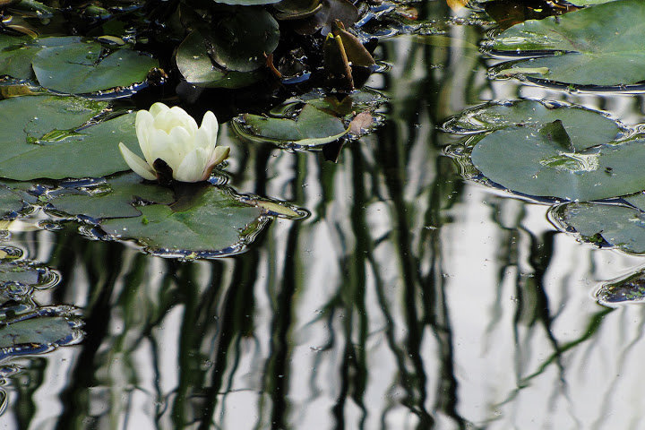ПЕЙЗАЖ - пейзаж, вода - оригинал