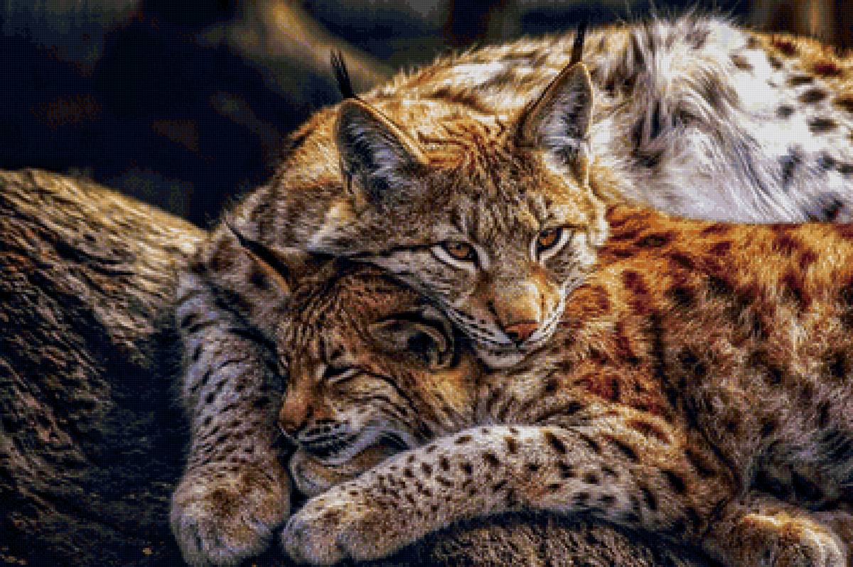рыси - рысь, животные, кошка - предпросмотр