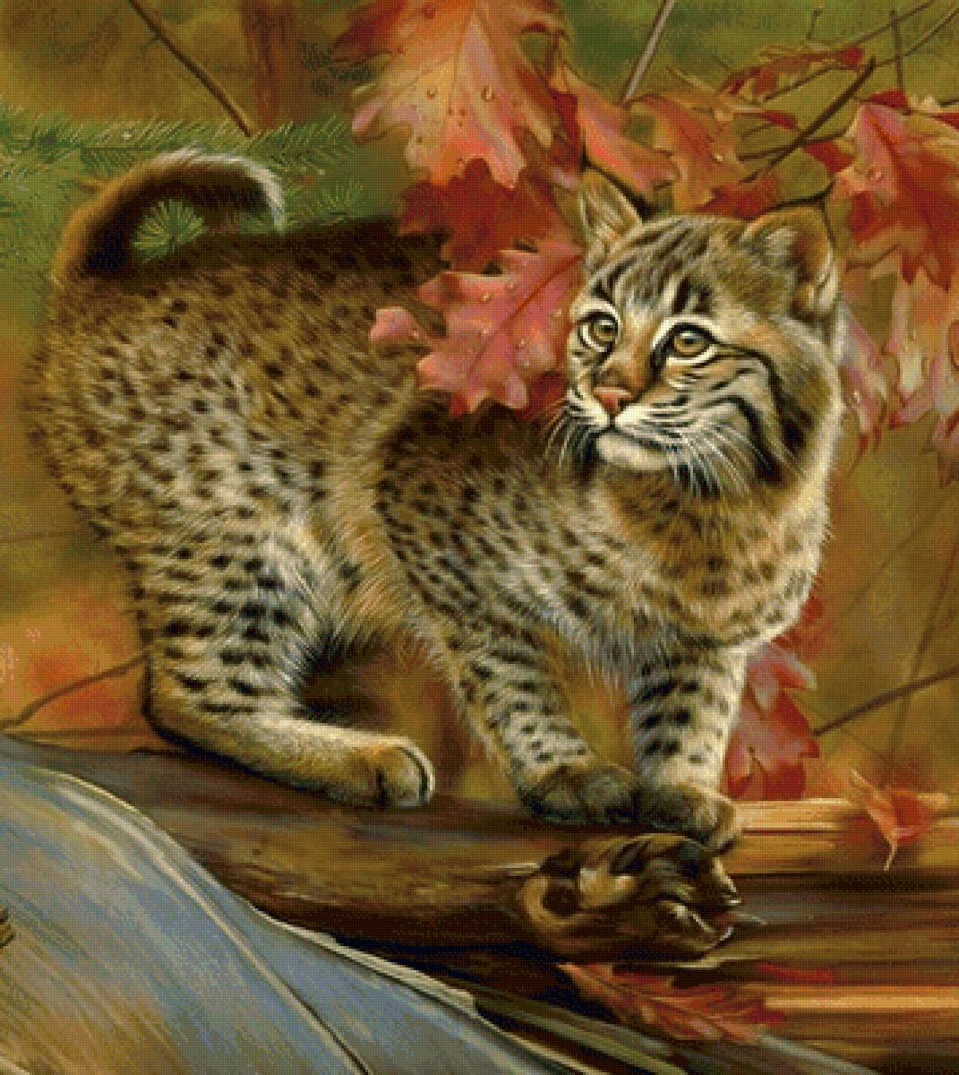 дикая кошка2 - рысь, кошка, животные - предпросмотр