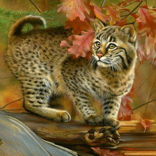 дикая кошка2