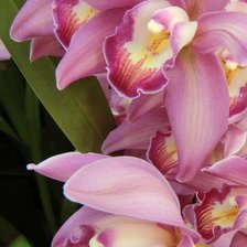 Схема вышивки «Орхидея»