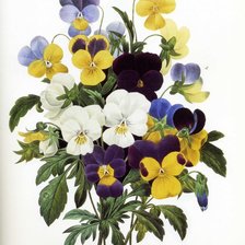 Анютины глазки