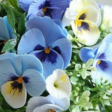 Схема вышивки «Анютины глазки»