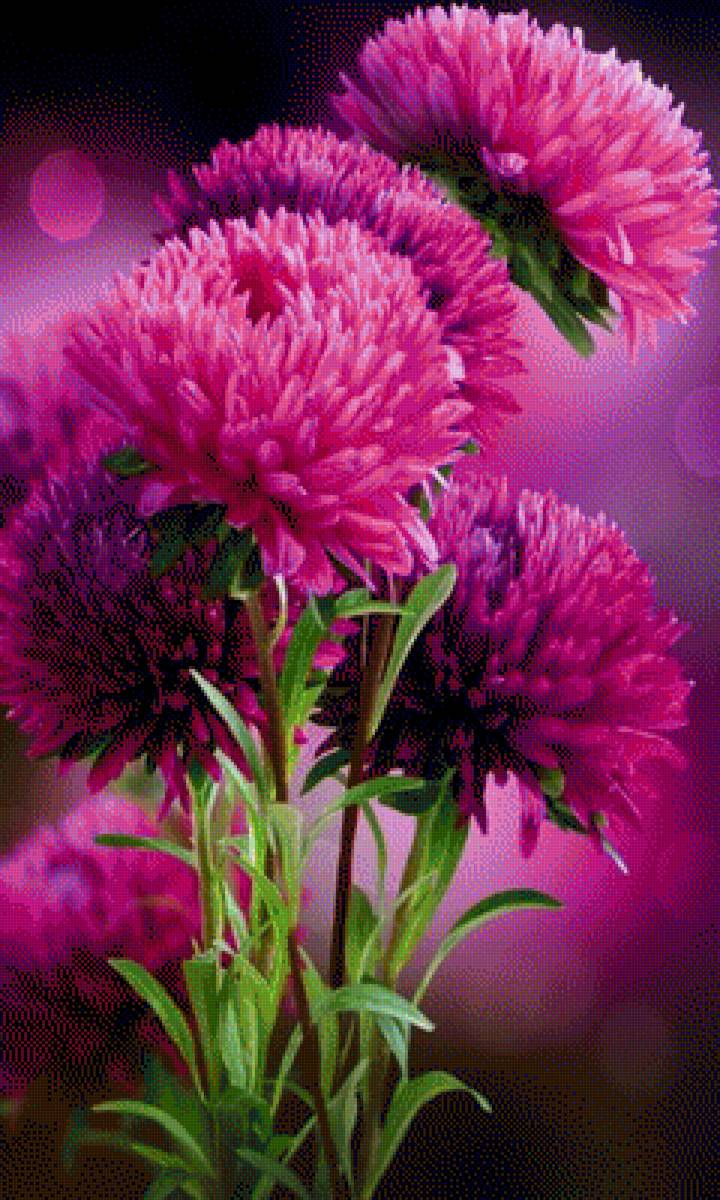 АСТРЫ - астры, осение цветы - предпросмотр