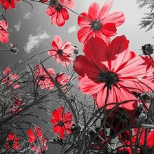 Схема вышивки «Подушечка»