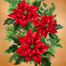 Vánoční hvězda 1