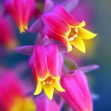 Схема вышивки «цветы»