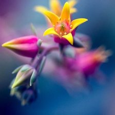 Схема вышивки «цветы»