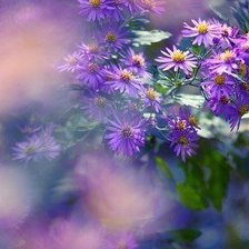 Схема вышивки «васильки»