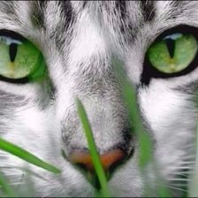 Схема вышивки «кошка»