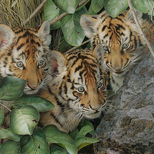 Схема вышивки «Тигрята»