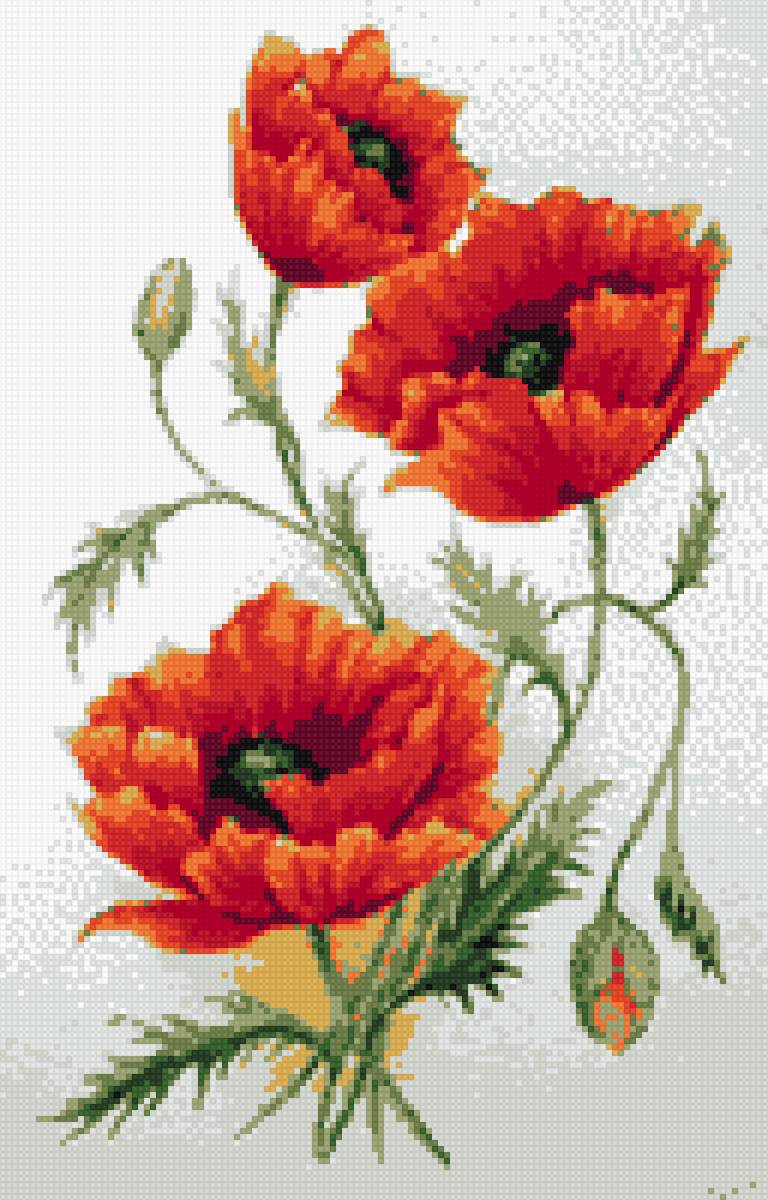 маки - предпросмотр