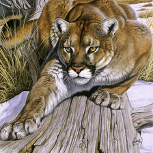 Схема вышивки «Пума»