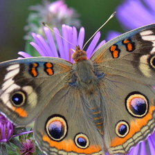 Схема вышивки «Бабочка»