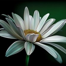 Схема вышивки «ромашка»