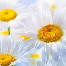 Схема вышивки «ромашка»