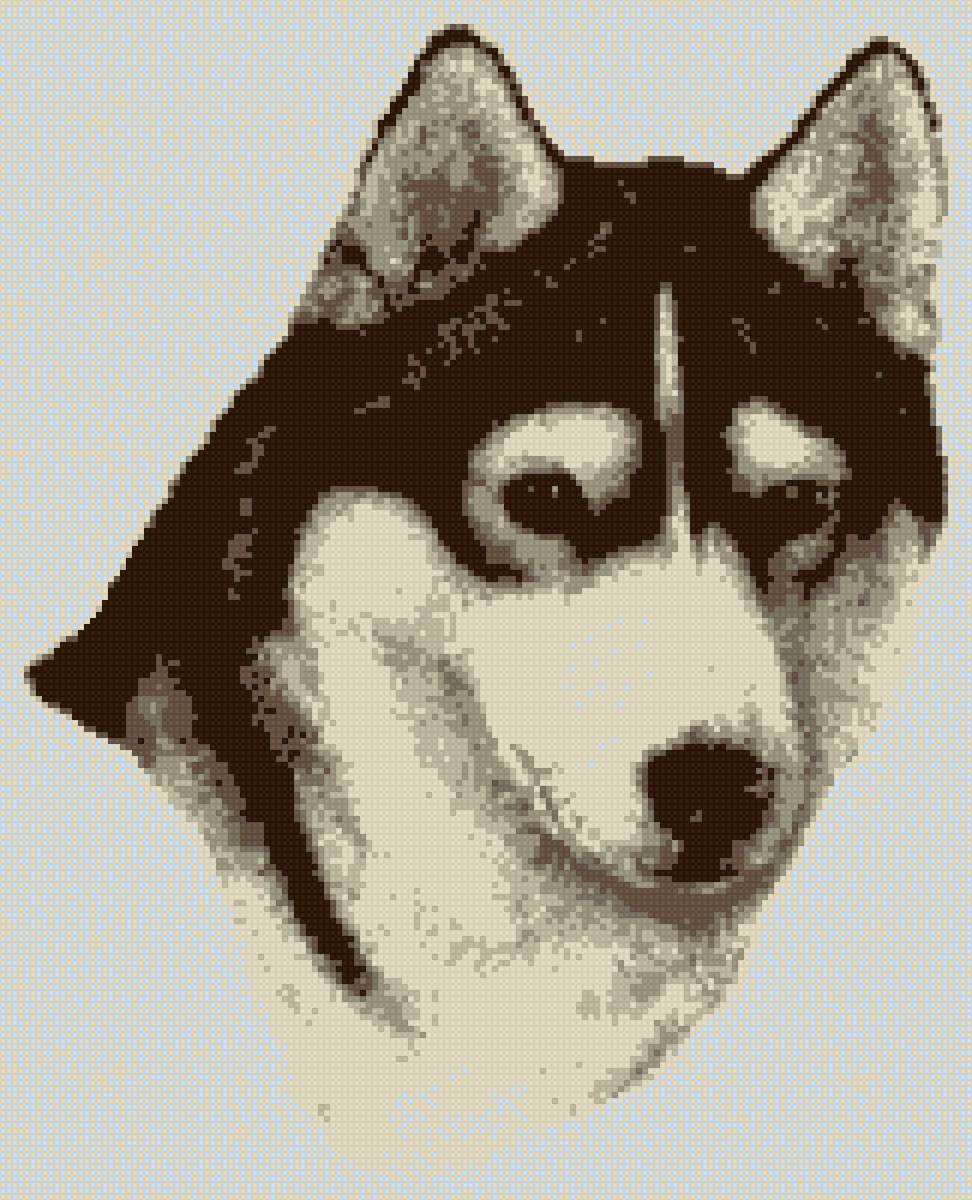 Husky chart - предпросмотр