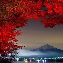 Японский клён