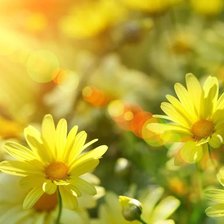 Схема вышивки «ромашки»