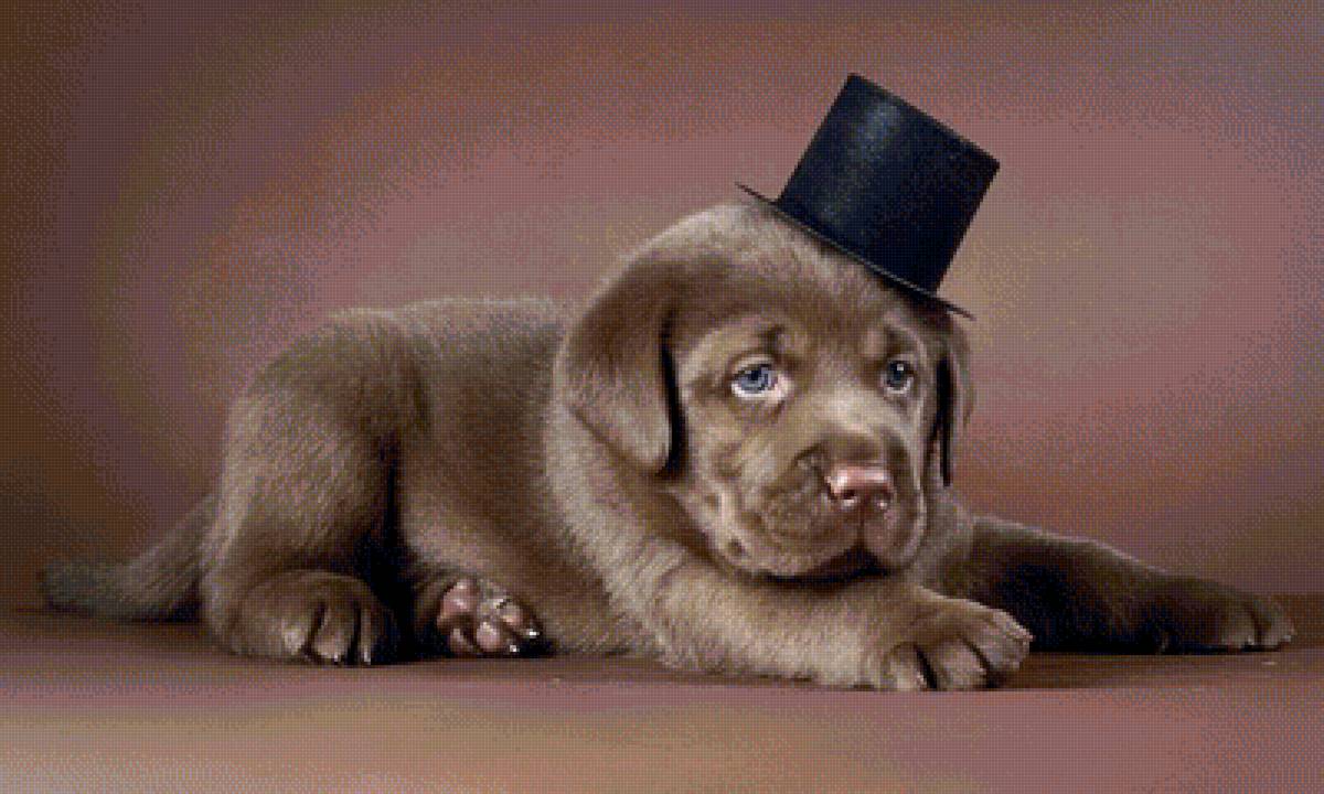 Собачка - животные - предпросмотр