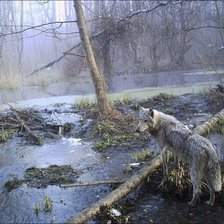 Схема вышивки «опасная зона»