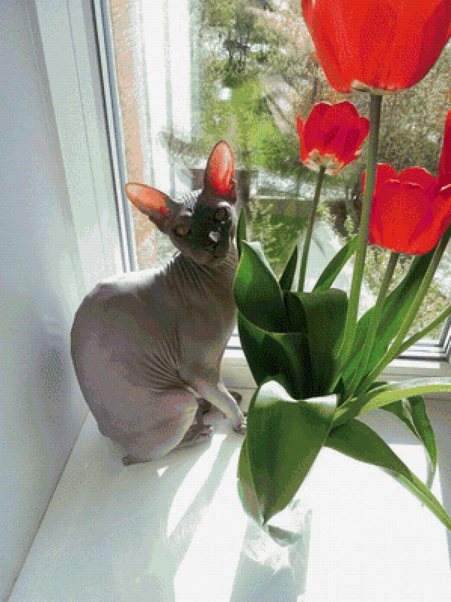 сфинкс - предпросмотр