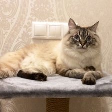 Схема вышивки «Кот Вася»