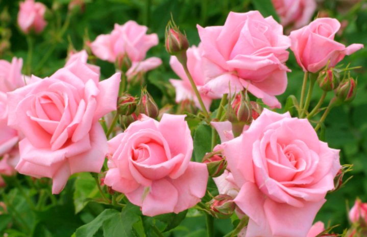 Розы 2 - оригинал