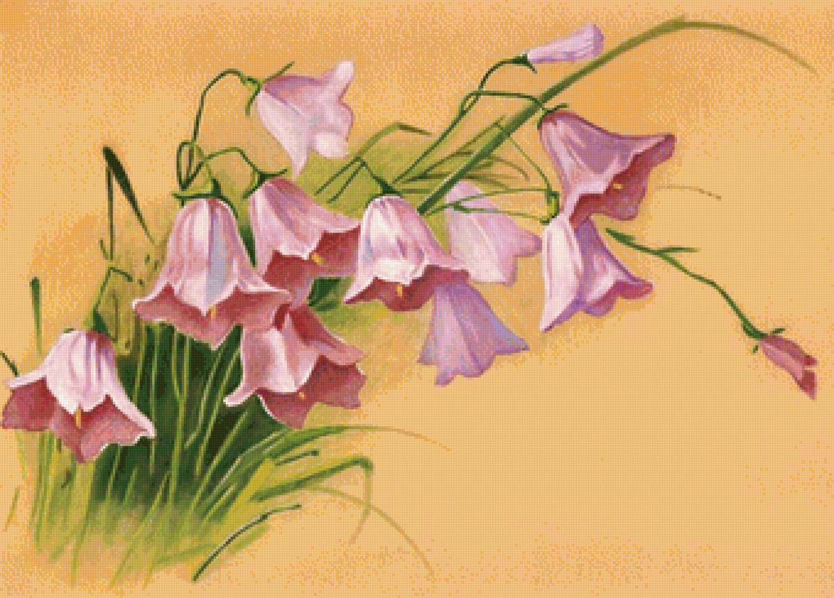 Розовые колокольчики - колокольчики, цветы - предпросмотр