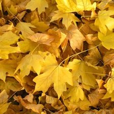 Схема вышивки «листья»