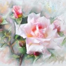 róża - akwarela