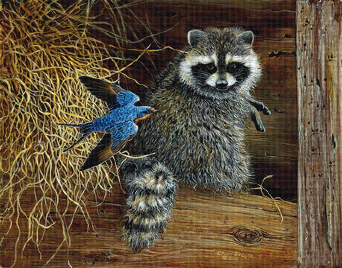 Енот и птица - животные - предпросмотр