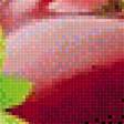 Предпросмотр схемы вышивки «ягоды» (№1574090)