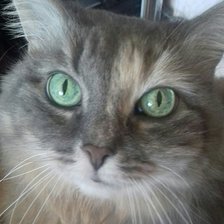 Схема вышивки «куся 20 цв»