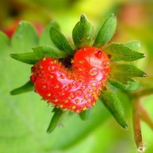 Схема вышивки «НАТЮРМОРТ С КЛУБНИКОЙ»