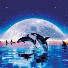 Море,косатки,закат.