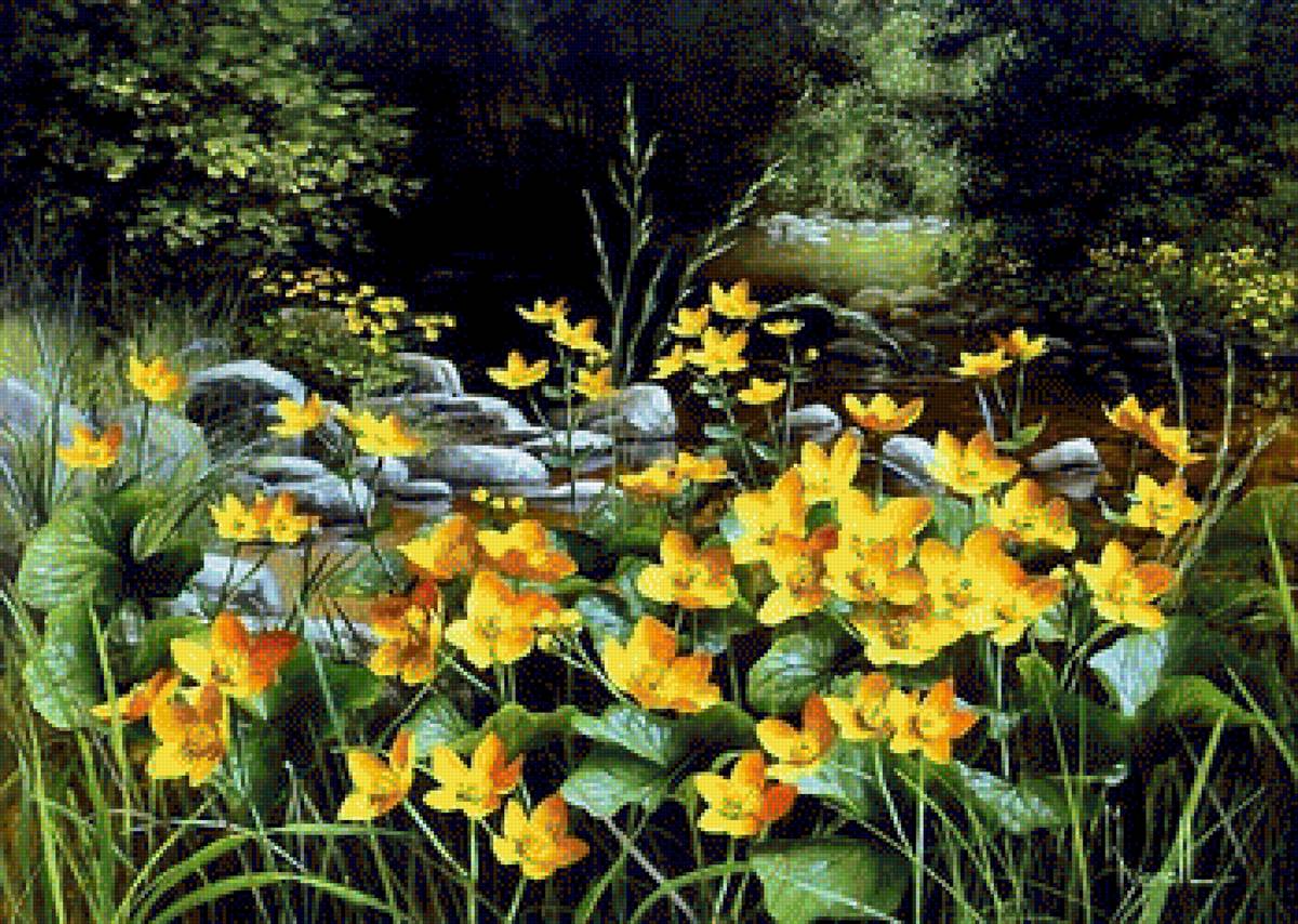 kaczeńce - предпросмотр